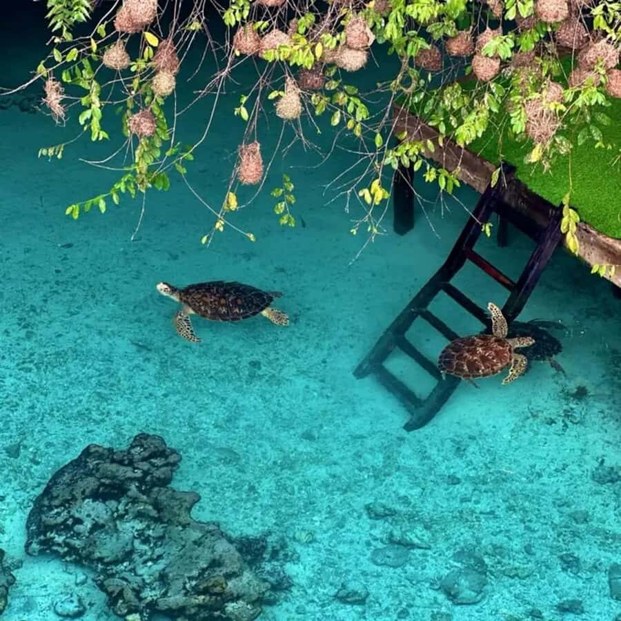 Salaam Cave Swimming & feeding Sea Turtles in Kizimkazi - Key Highlights I’d Put On Your Must-Do List