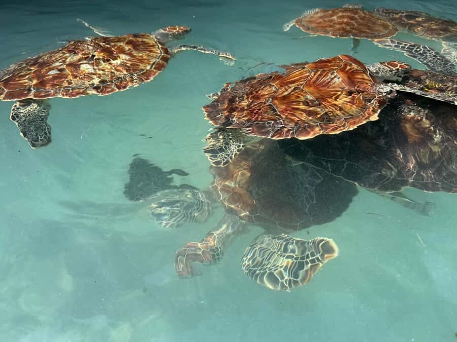 Salaam Cave Swimming with turtles, Mtende Beach & The Rock - Turtle feeding with seaweed: included, simple, and easy to mess up (so follow directions)