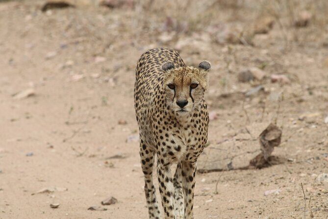 Savannah Escape & Active Culture Tour - Day 1 in Tarangire: baobabs, swamps, and elephant herds