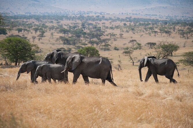 Savannah Escape & Active Culture Tour - Day 3 in Ngorongoro Crater: the 600-meter drop and predator odds