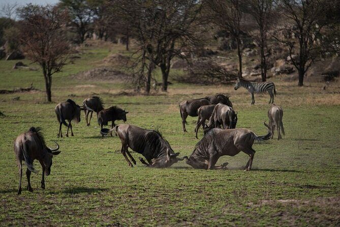 Savannah Escape & Active Culture Tour - Day 4 at Lake Eyasi: Hadza hunter-gatherer life up close