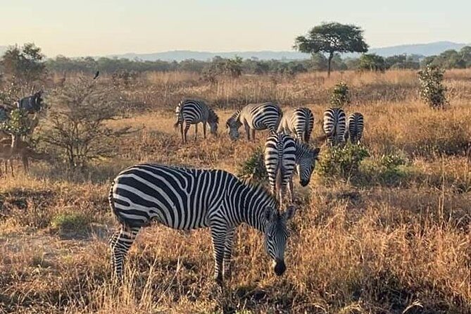 Selous/Nyerere National Park Day Trip - Who this day trip suits (and who should rethink it)
