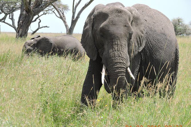 Serengeti 2-Day Safari from Mwanza - Key things that make this safari work