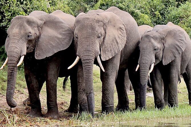 Serengeti 2-Day Safari from Mwanza - 4x4 comfort and group size: what to expect on the road
