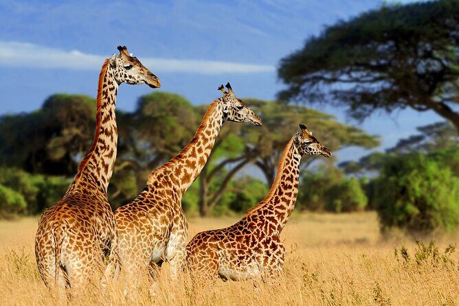 Serengeti 2-Day Safari from Mwanza - Serengeti National Park: game drives with a bush-walk twist