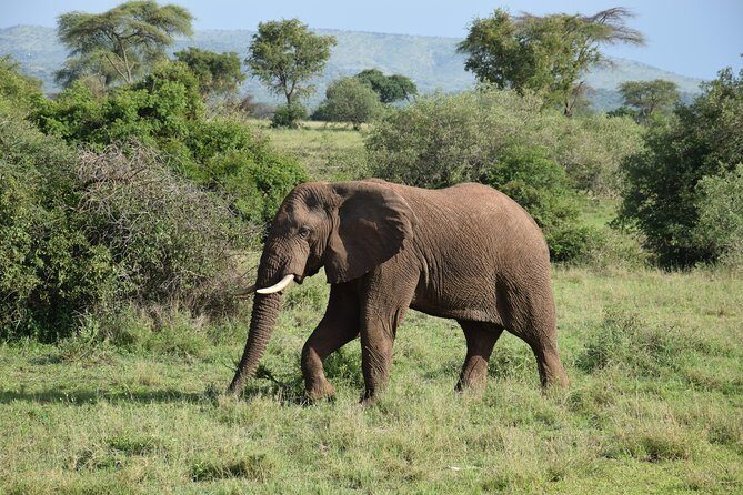 Serengeti Day Trip Safari From Mwanza Tanzania - Key things I’d pay attention to