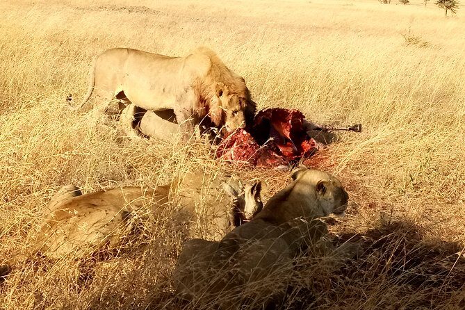Serengeti Day Trip Safari From Mwanza Tanzania - One-day Serengeti from Mwanza: what you’re really buying