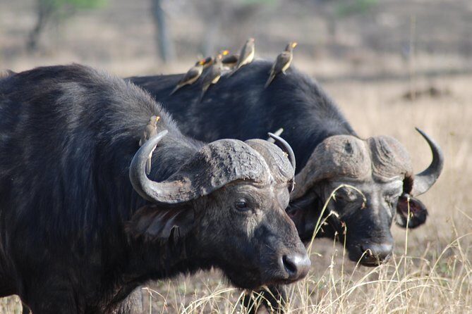Serengeti Day Trip Safari From Mwanza Tanzania - Entering the park: your first game-drive window near Grumeti River
