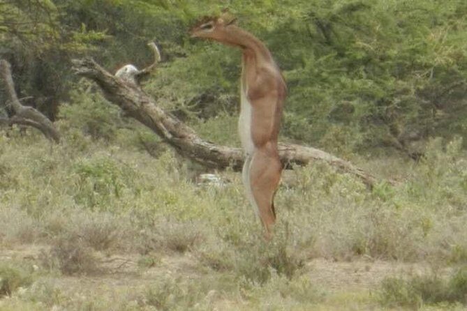 Serengeti national Park, ngorongoro conservation area 3 days two nights - Moshi Start Point: How This Safari Gets You on Safari Faster