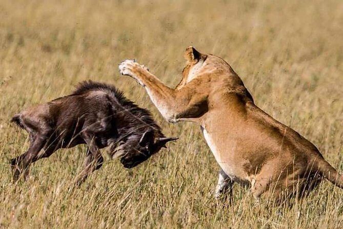 Serengeti national Park, ngorongoro conservation area 3 days two nights - Serengeti Game Drives: The Endless Plain That Actually Delivers