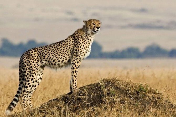 SERENGETI NATIONAL PARK Tour - Sunrise game drive and Central Serengeti: cats, chaos, and coffee