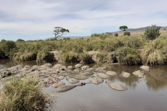 SERENGETI NATIONAL PARK Tour - Serengeti Hippo Pool and the Mara River corridor shift