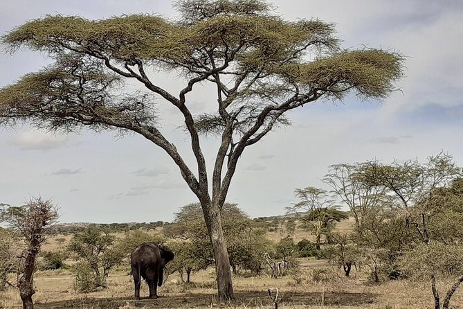 SERENGETI NATIONAL PARK Tour - Day 4’s Mara River repeat run: patience, positioning, payoff