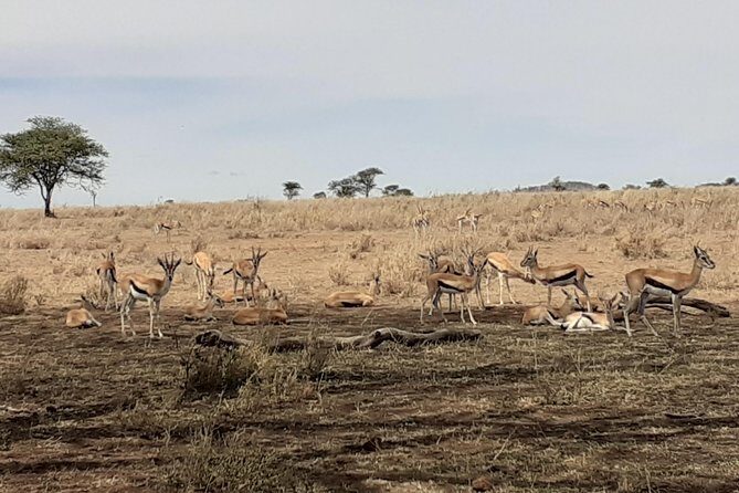 SERENGETI NATIONAL PARK Tour - Ngorongoro Crater at dawn: the rush to the crater floor