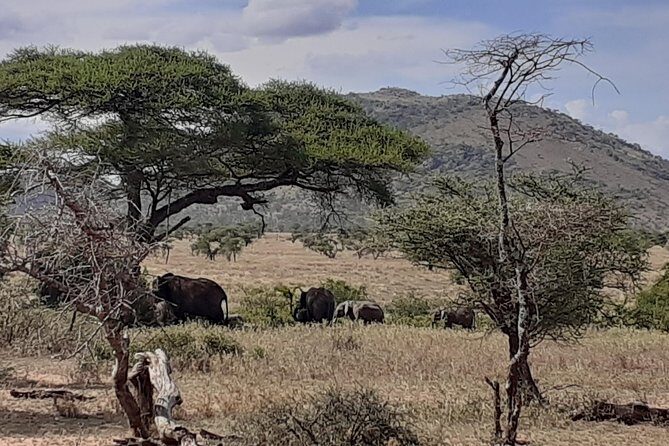 SERENGETI NATIONAL PARK Tour - Day 1’s Serengeti entry: starting with positioning, not perfection