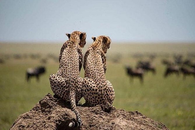 serengeti & ngorongoro 3 days private tour - Safari jeep, camping setup, and food that keeps you in the game