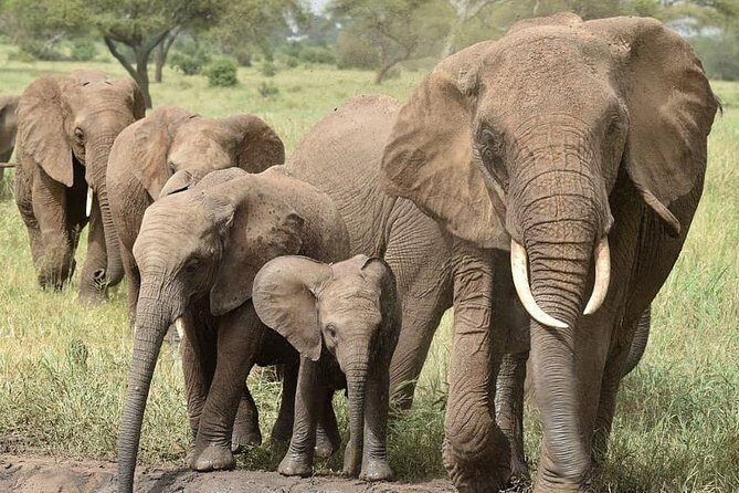 serengeti & ngorongoro 3 days private tour - Price and value: what your $1,298.08 per person really buys