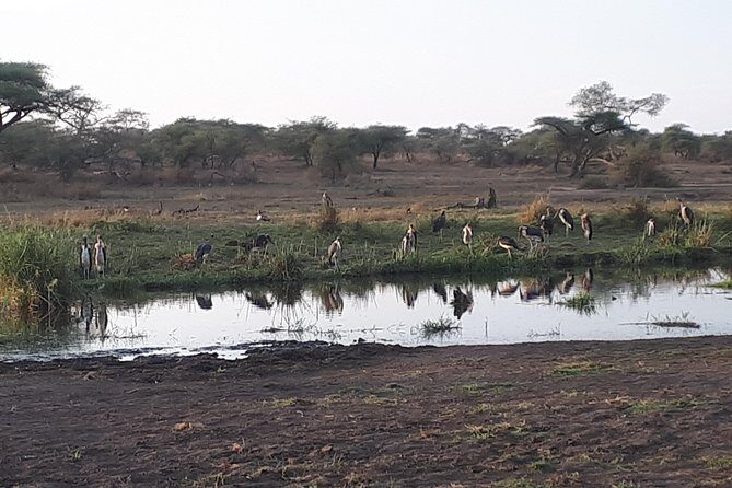 serengeti & ngorongoro 3 days private tour - Should you book Safari Soles for this Serengeti and Ngorongoro private tour?