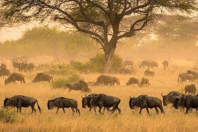 serengeti & ngorongoro 3 days private tour - Day 2: early game drives, park time, and sleeping with the bush around you