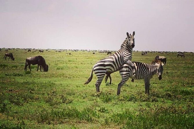 Serengeti & Ngorongoro fly in safari - Food, camping gear, and what the included package really buys you