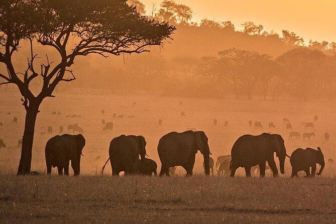 serengeti, ngorongoro & tarangire 5days private tour - Serengeti Time: More Chances to Find Predators