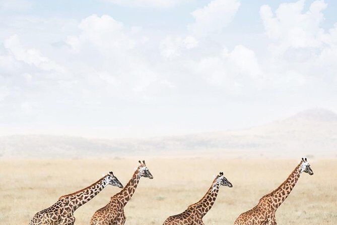 serengeti, ngorongoro & tarangire 5days private tour - Tarangire First: Why This Park Kicks Off the Animal-Spotting Mood