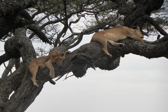Serengeti Safari with Sirikwa Travel - Photography, Timing, and Packing Tips (Made for This Route)