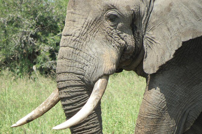 Serengeti Safari with Sirikwa Travel - Price and Value: What $3,500 Buys You Here