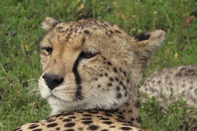 Serengeti Under Canvas - 9 days - Day 1 in Tanzania: a calm start after your flight