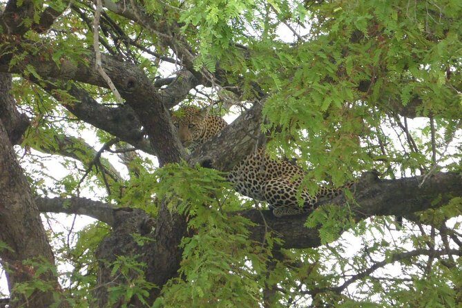 Short Safari from Dar es Salaam to Mikumi National Park - 2 Days - Key highlights at a glance