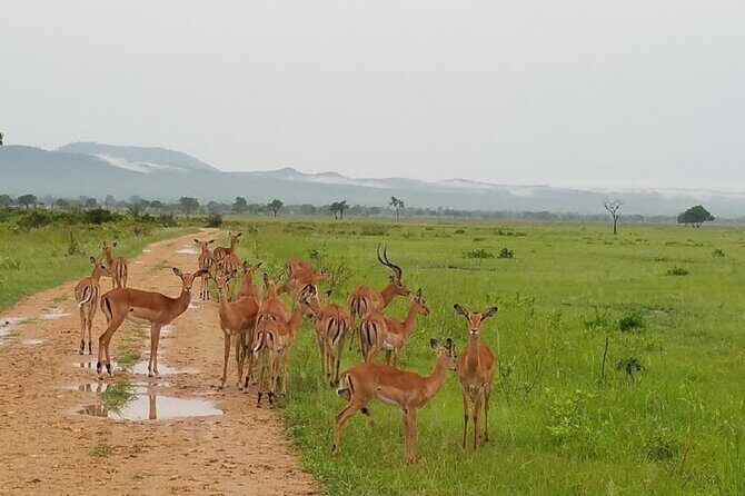 Short Safari from Dar es Salaam to Mikumi National Park - 2 Days - From Dar es Salaam to Mikumi: what that 5am start really means