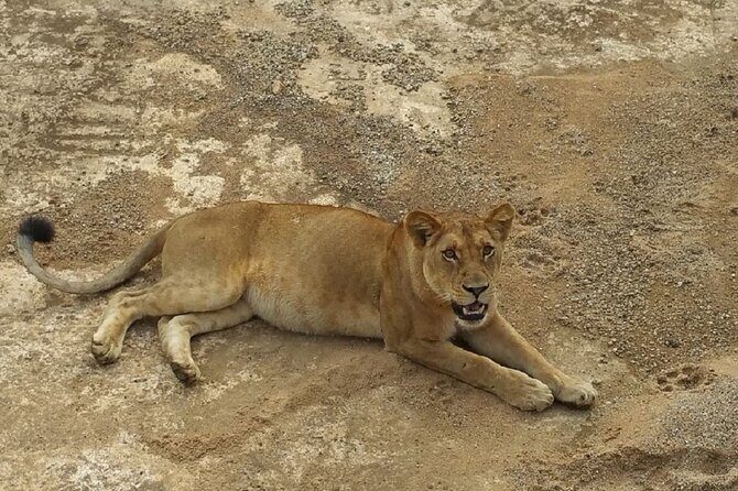 Short Safari from Dar es Salaam to Mikumi National Park - 2 Days - Food, bottled water, and the pace that keeps the trip enjoyable