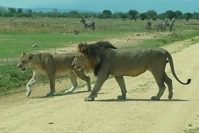 Short Safari from Dar es Salaam to Mikumi National Park - 2 Days - Price and value: is $745 per person fair for two days?