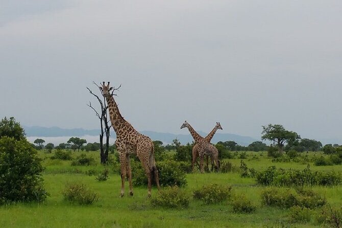 Short Safari from Dar es Salaam to Mikumi National Park - 2 Days - Practical tips to get the most from Mikumi in just two days