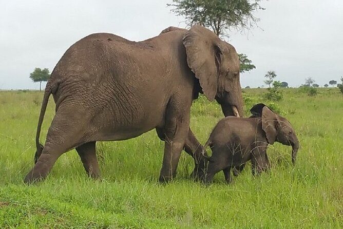 Short Safari from Dar es Salaam to Mikumi National Park - 2 Days - Should you book this Mikumi short safari?