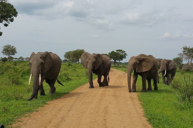 Short Safari from Dar es Salaam to Mikumi National Park - 2 Days - Tanapa Tourist cottage inside the park: sleep close to the action