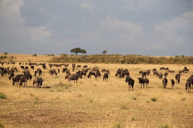 Small Group Serengeti and Ngorongoro Crater Adventure Safari - Day 1 in Arusha: A Soft Landing Before the Safari