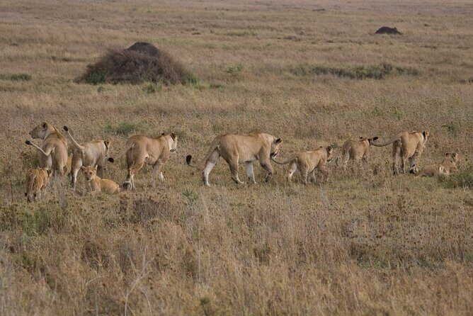 Small Group Serengeti and Ngorongoro Crater Adventure Safari - Timing and Strategy: How the Itinerary Helps Your Chances