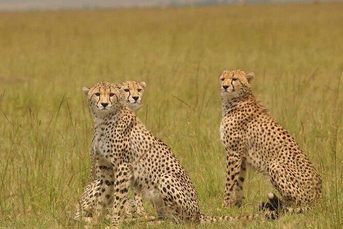 Small Group Serengeti and Ngorongoro Crater Adventure Safari - Price and Value: Is $790 Fair for This 4-Day Plan?