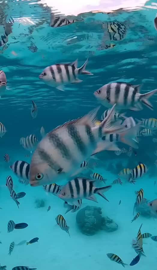 Snorkeling and swimming with dolphins in mnemba island - Meeting points and the 30-minute speedboat ride