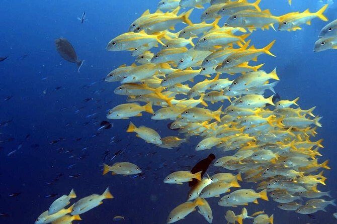 Snorkeling at Mnemba Atoll - How the 5-hour outing actually feels in the day