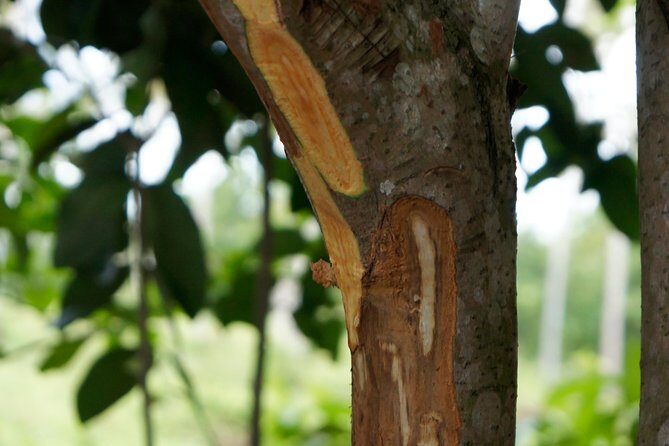 Spice and Fruit Tour - Kidichi Spice Farm: A simple half-day with real payoff