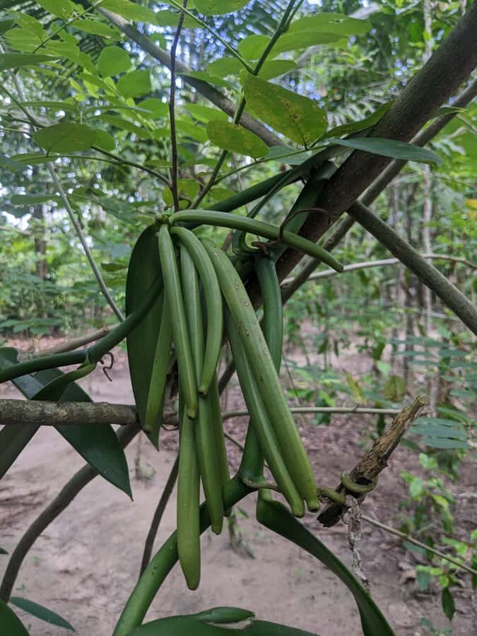 Spice Farm Bike Tour: Pedal Through Aromatic Adventures - Zanzibar by Bike: A 6-Hour Spice-Farm Day You Can Actually Taste