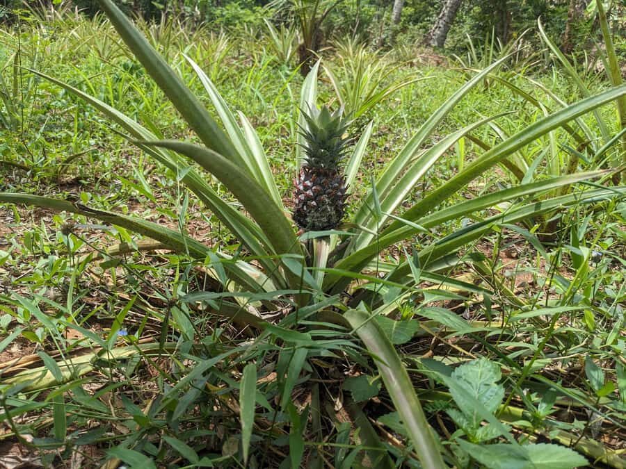 Spice Farm Bike Tour: Pedal Through Aromatic Adventures - Masingini Forest Return: Red Colobus Monkeys and the Quiet Side of Zanzibar