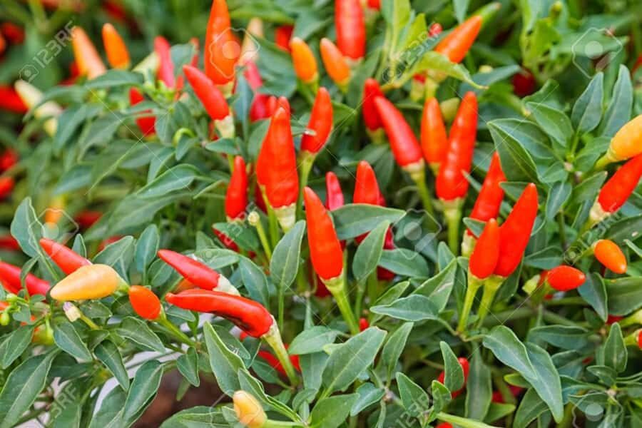 Spice Farm - spice up your life in Zanzibar - Walking the Plantations: Cinnamon, Cloves, Vanilla, and Medicinal Uses