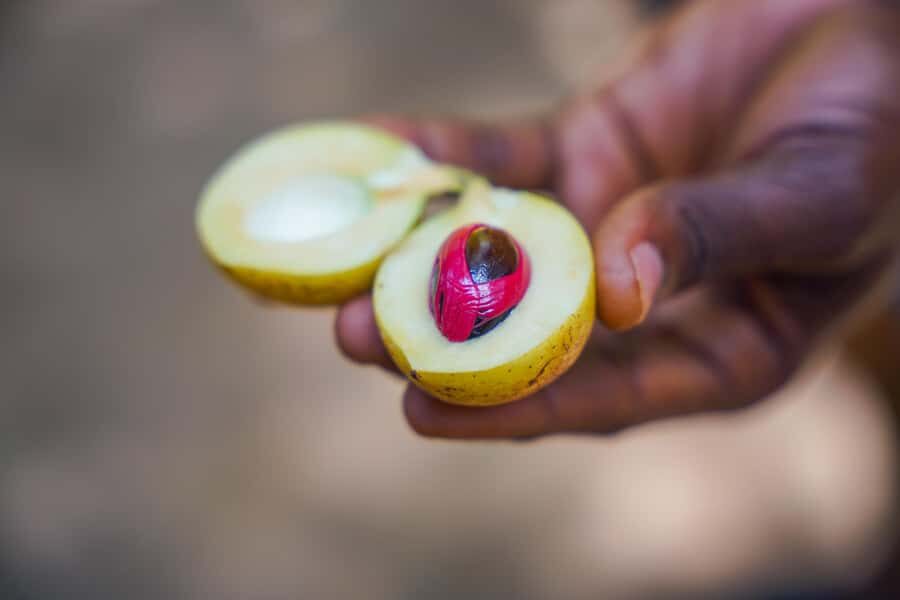 Spice Farm - spice up your life in Zanzibar - Hotel Pickup and a Smooth Start in Unguja