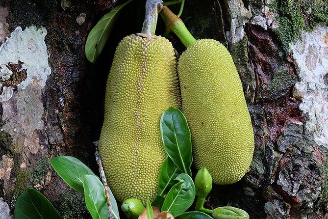Spice Farm Tour -Half Day - Key highlights at a glance