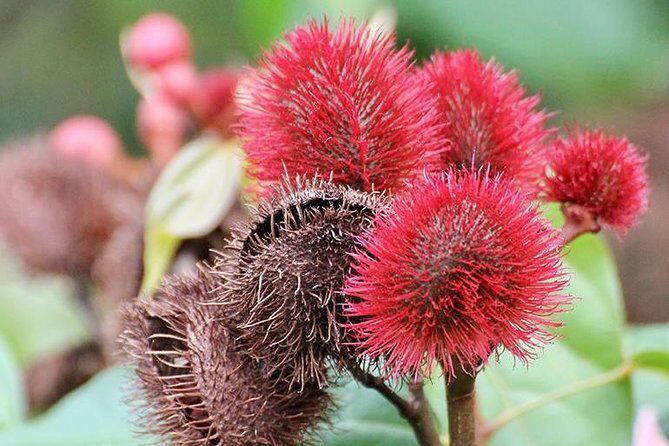 Spice Farm Tour -Half Day - From pickup to plantation road: how the transport works