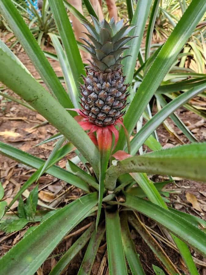 Spice farm,Stone town and Jozani forest tour with lunch - Price and value: does $85 make sense?