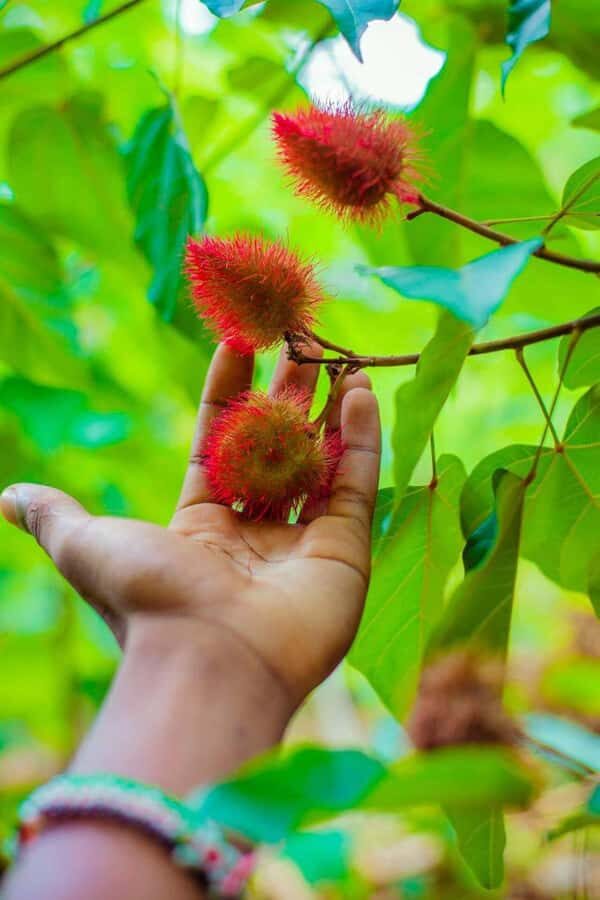 Spice farm,Stone town and Jozani forest tour with lunch - Practical advice so your day feels easy, not hectic
